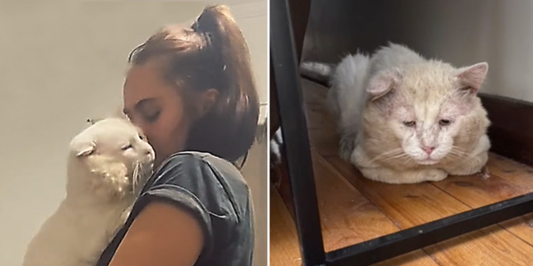 Video Shows Exact Moment Stray Albert Realizes He'll Be Loved Forever