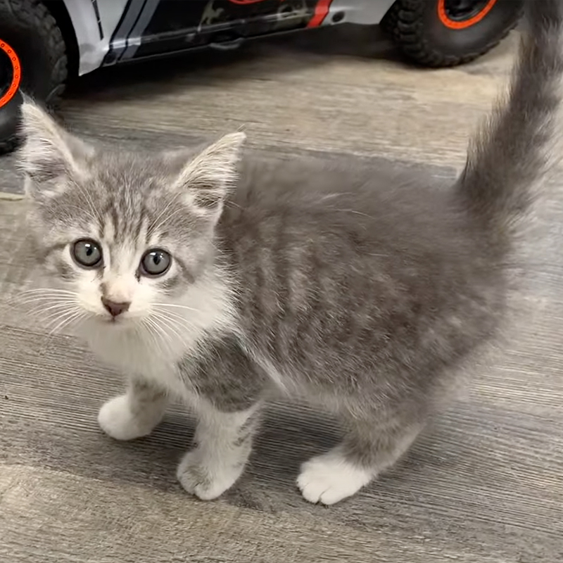 cutie grey kitten