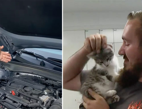 Kitten Named Avis Survives 60-mile Trip Under a Rental Car Hood