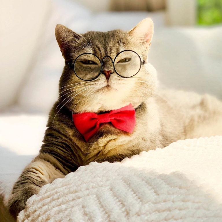 Street Cat Benson from Dubai Becomes United States Modeling Star