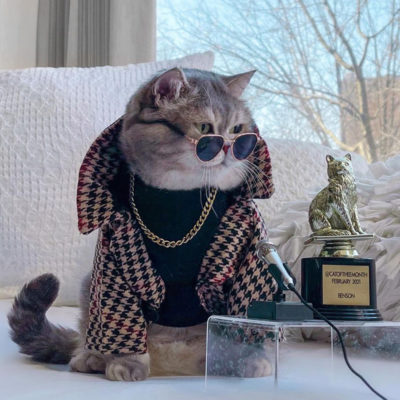 Street Cat Benson from Dubai Becomes United States Modeling Star