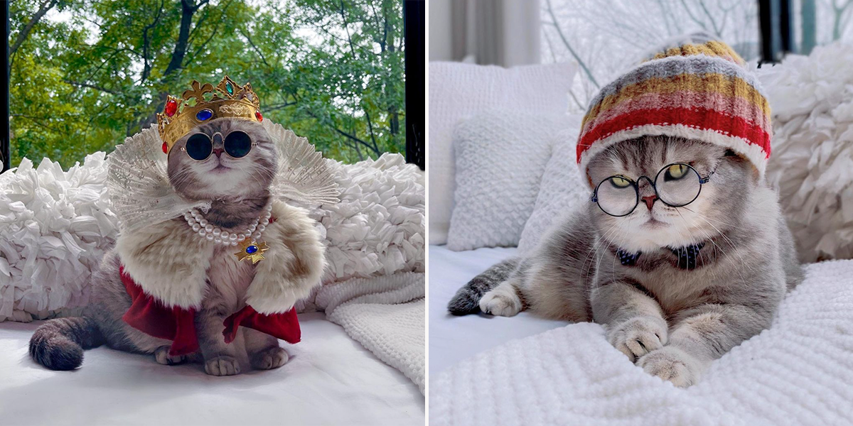 Benson, street cat from Dubai becomes model