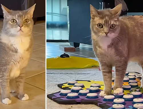 Billi, the Talking Cat’s Clever Way of Pushing Mom’s Buttons