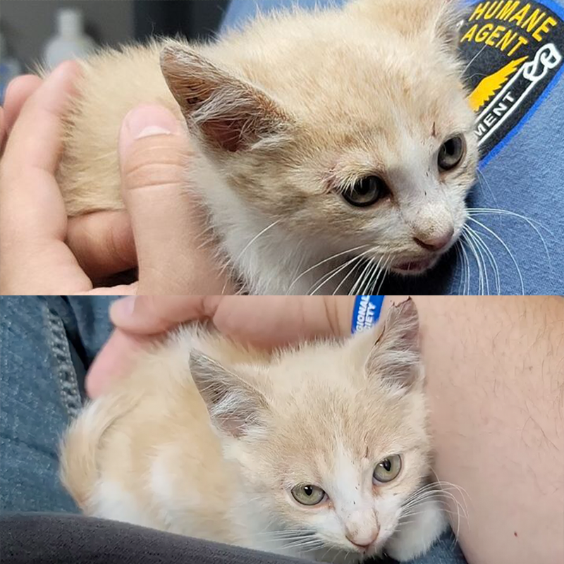 Bravo, kitten thrown from car, Fayette Regional Humane Society