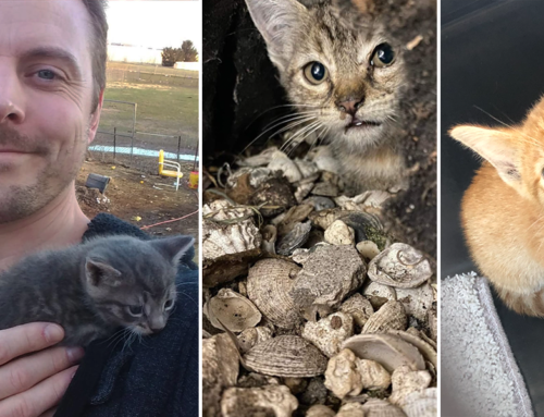 Cat Man Chris and Rescuers Join Forces to Save Abandoned Kittens, Ginny and Emmy