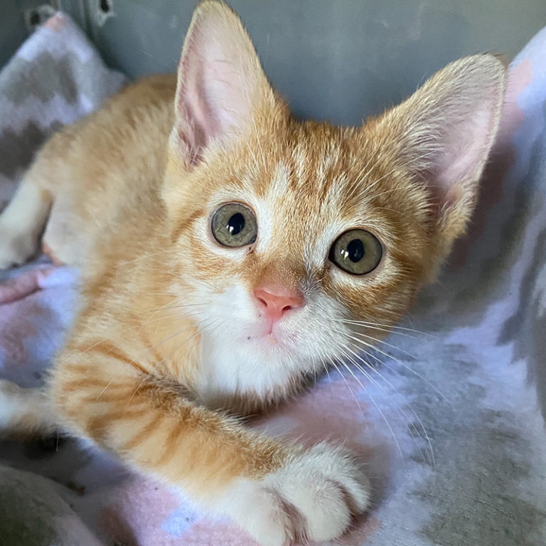 Cat Man Chris and Rescuers Save Abandoned Kittens, Ginny and Emmy