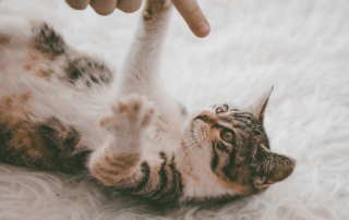 cat scratch fever, disease