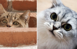psychopath, cat, cats, research, cover