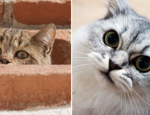 Is Your Cat a Psychopath? Researchers Create Questionnaire for Cat Owners