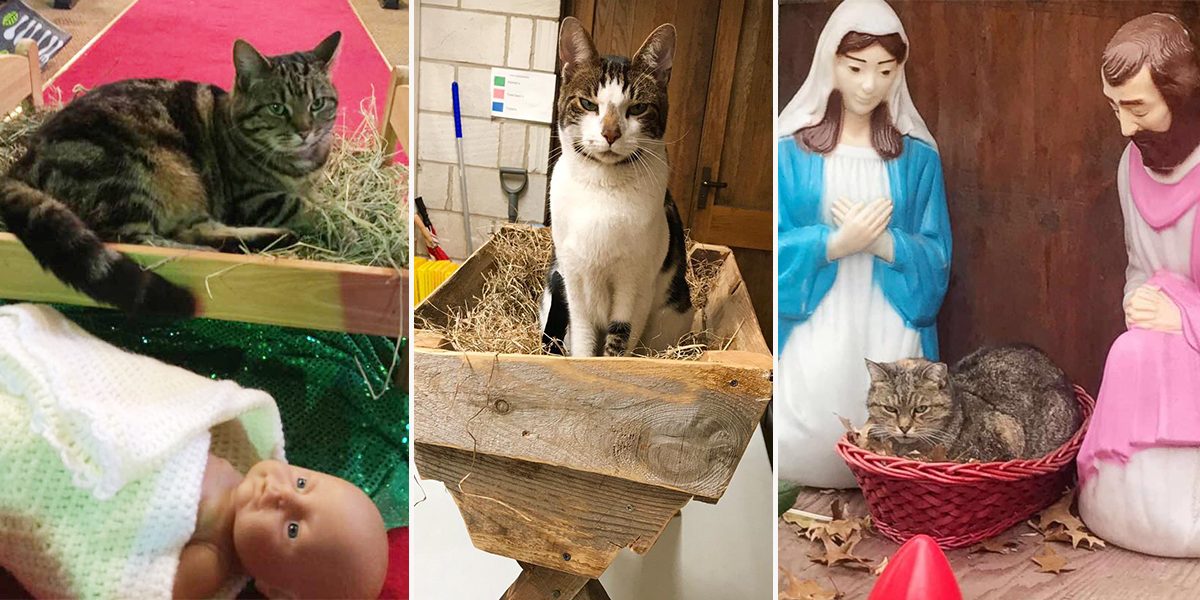 Cats in Nativity Scenes