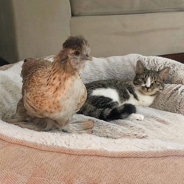 Kitten Named Duck Purrfectly Adapted to Life on Two Legs