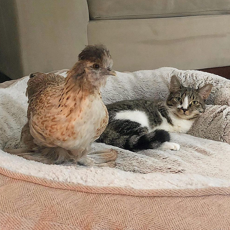 kitty named Duck and chicken on a dog bed