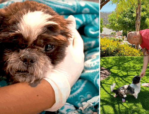 Rescued Dogs that Lost Paws to Neglect Recover and Find Amazing Homes