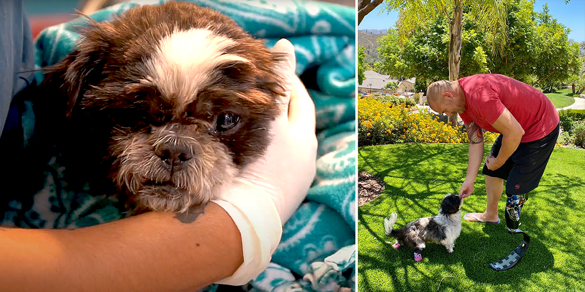 Chloe the Shih Tzu with San Diego Police Department Detective James Chappie Hunter, amputated legs, San Diego Humane Society