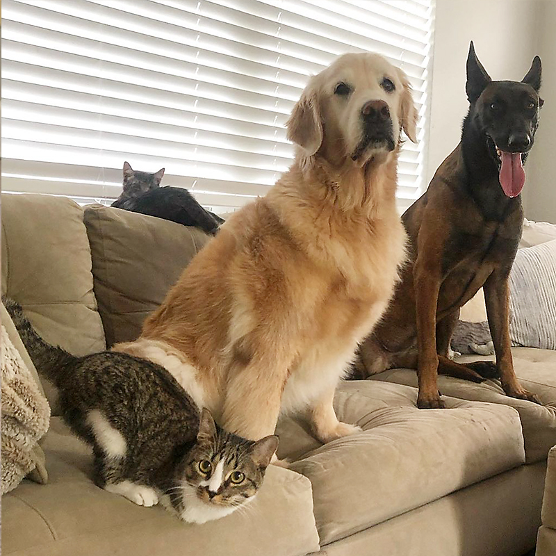Dog and cats