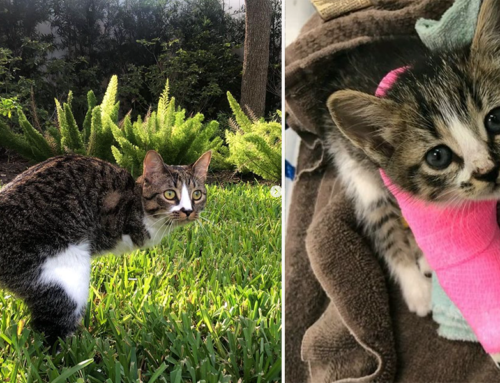 Kitten Named Duck Purrfectly Adapted to Life on Two Legs