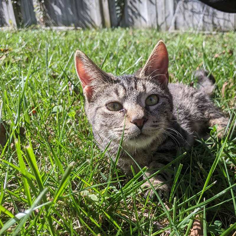 Kitty in the grass