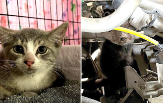 Honda the kitten saved from car motor, Kolony Kats, Philadelphia
