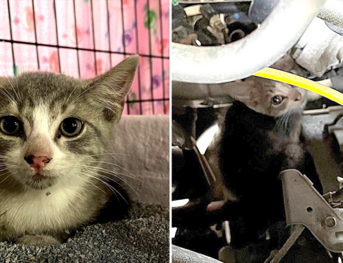 Philly Rescuers Save Honda the Kitten from Car Motor Between Rescues