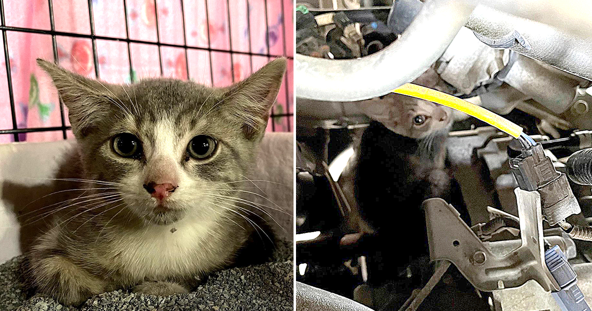 Philly Rescuers Save Honda the Kitten from Car Motor