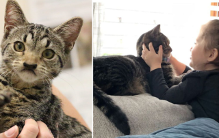 Sergeant Pepper, cat and Ivy the child with cleft palate, Philadelphia, Philadelphia Animal Welfare Society