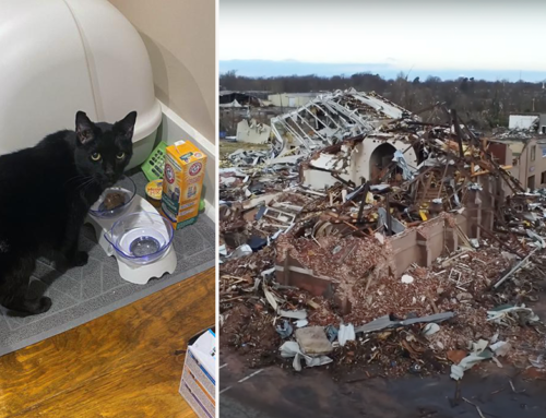 Office Cat Madix Found Alive 9 Days After Tornado Demolished Building