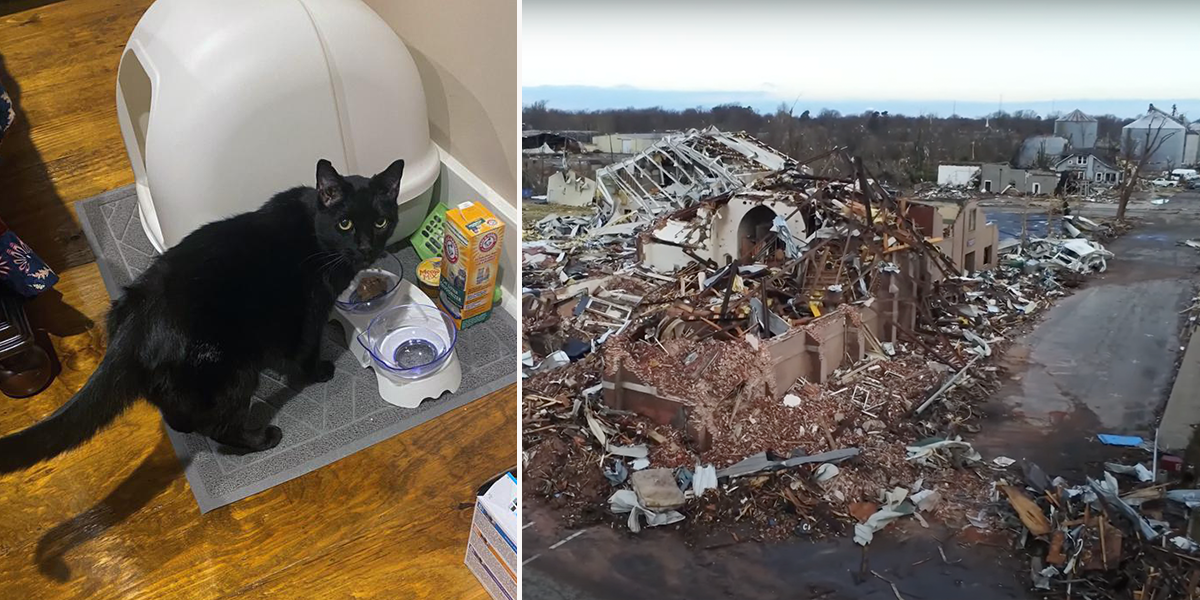 Madix, cat, found in rubble, Mayfield, Kentucky