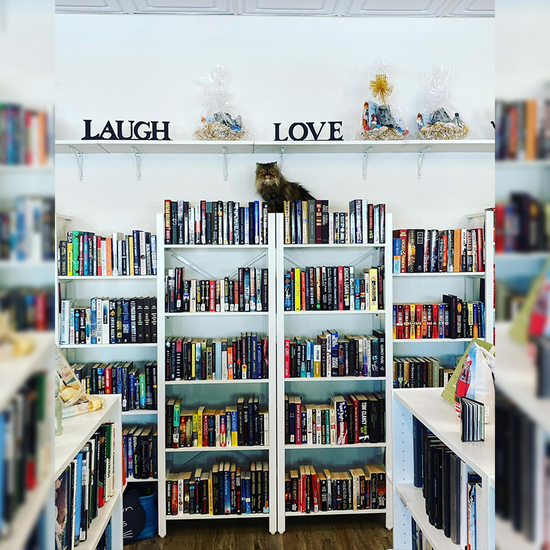 Book shelves with Maisy the cat
