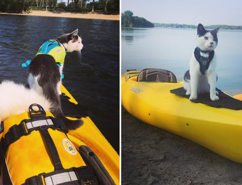 How Mr. Munchkin the Feline Adventurer Learned to Love Kayaking