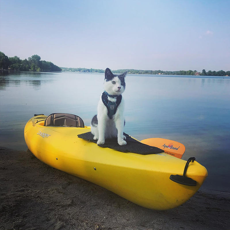 Munchkin the Feline Adventurer on a yellow kayak
