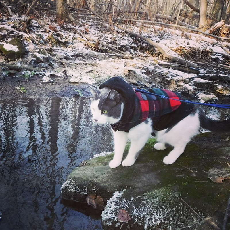 Munchkin near a stream in the winter