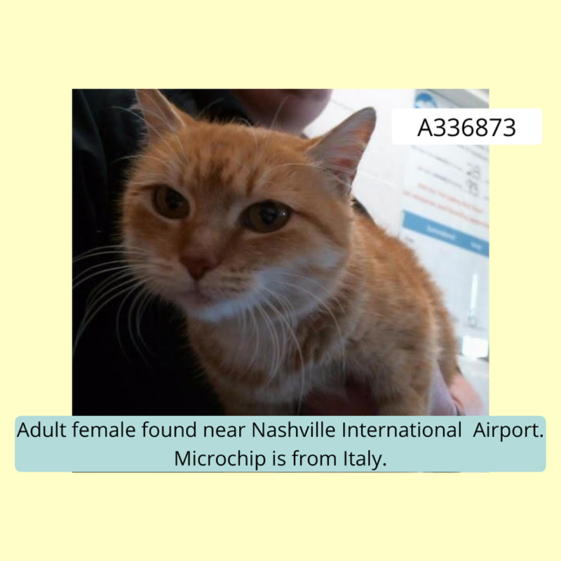 Nashville cat with Italian microchip, Metro Nashville Animal Care and Control