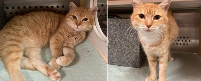 Nashville cat with Italian microchip, Metro Nashville Animal Care and Control
