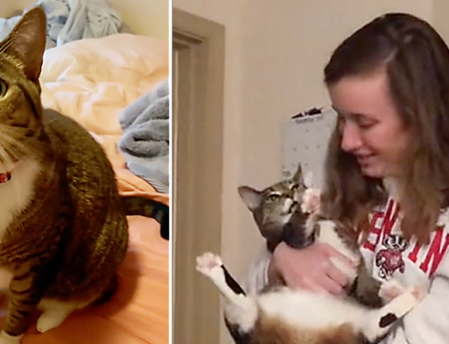 Viewers Amazed as Cat Named Nugget Perfectly Mimics Woman’s Voice