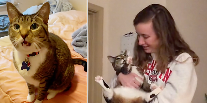 Viewers Amazed as Cat Named Nugget Perfectly Mimics Woman's Voice