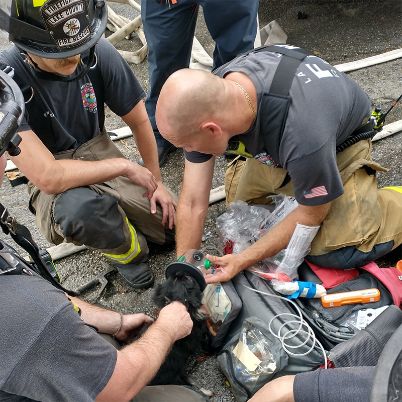 Firefighters save a dog with oxygen mask