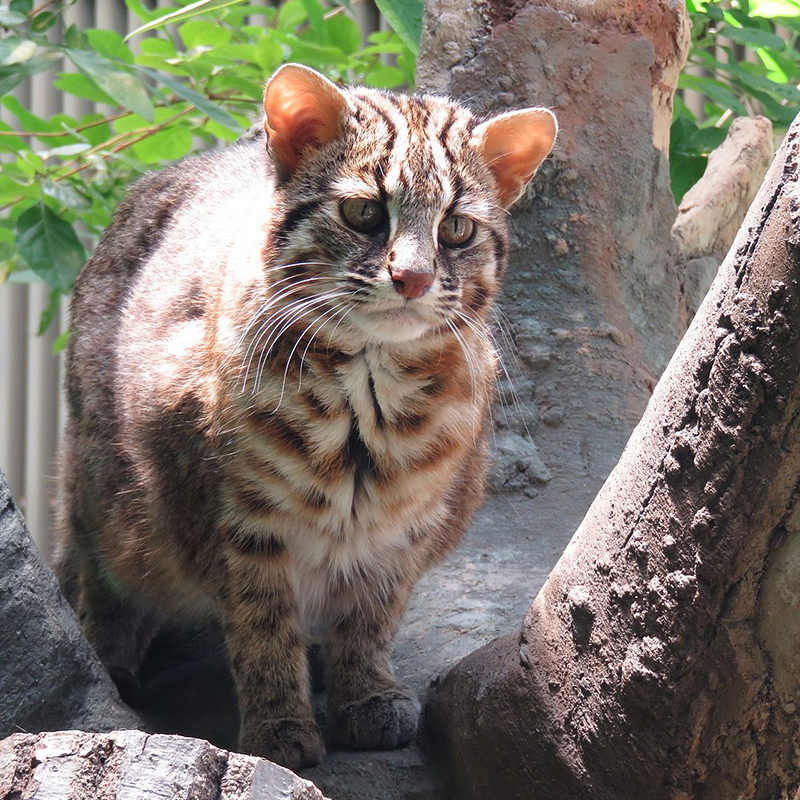 Leopard cat, Prionailurus bengalensis, by A machun via Wikimedia Commons, (CC BY-SA 4.0)