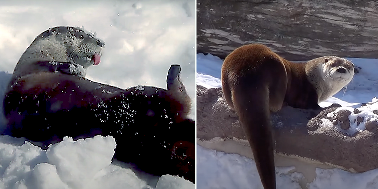 River Otters Seen Playing and Loving Life in the Snow