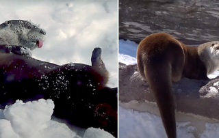 River otters playing in the snow