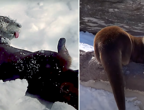 River Otters Seen Playing and Loving Life in the Snow