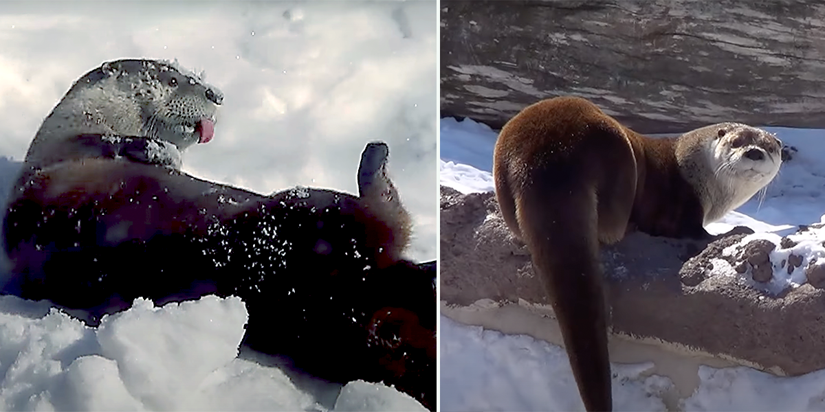 River otters playing in the snow