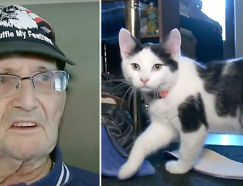 ‘Fluffy, You’re My Only Hope’ – Kitten Saves Army Veteran’s Life