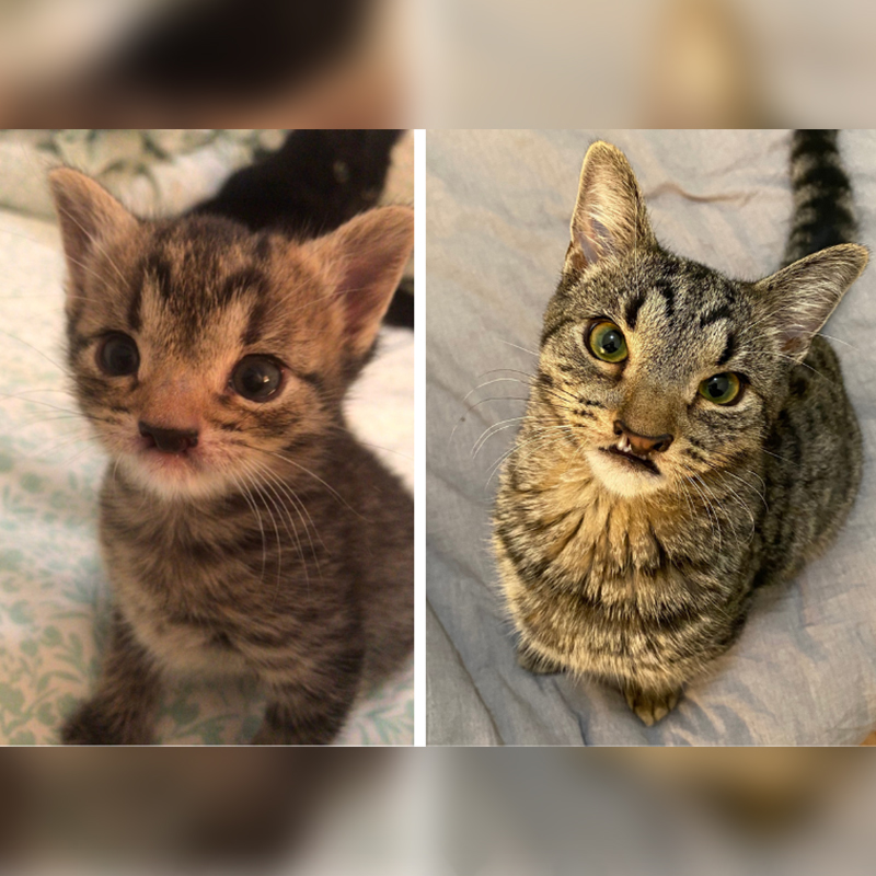 Tiny kitten Sgt. Pepper and as an adult