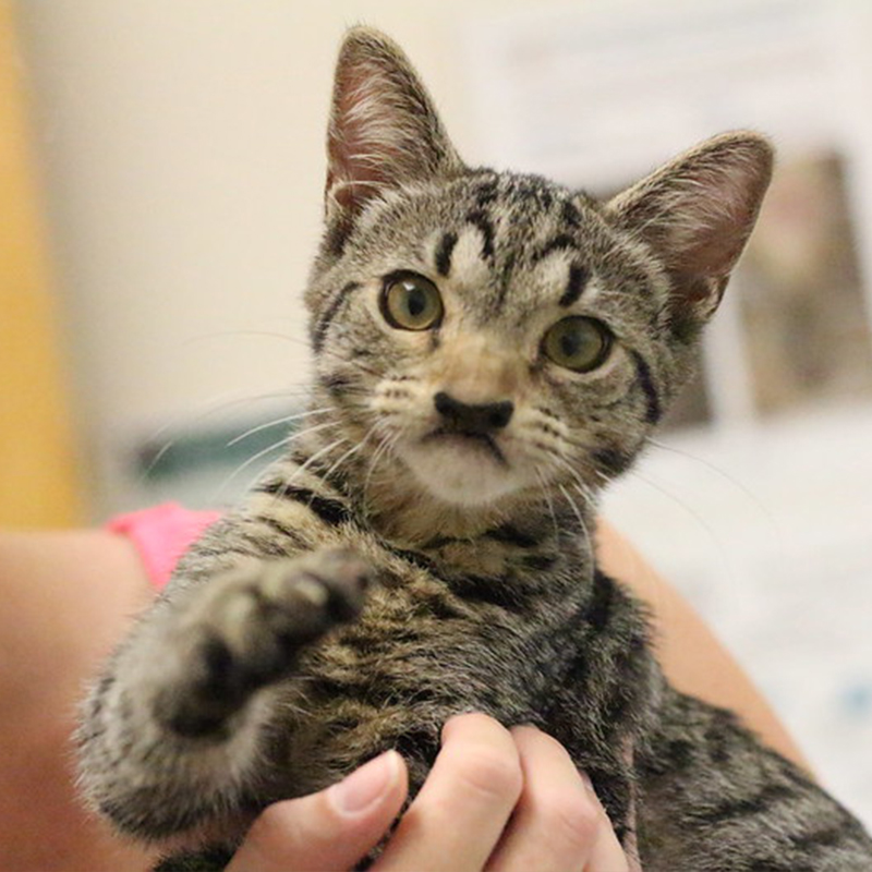 Cute cat with cleft palate, Sgt. Pepper, Philadelphia
