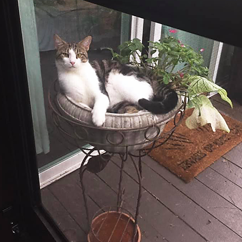 Sharoo laying in a planter