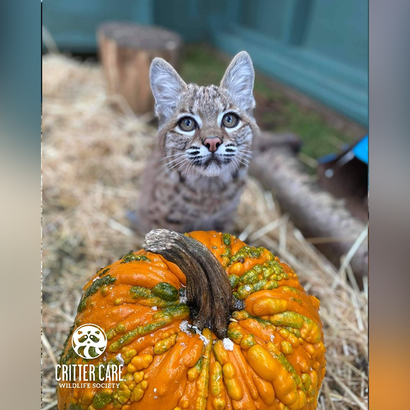Bobcat and pumpkin