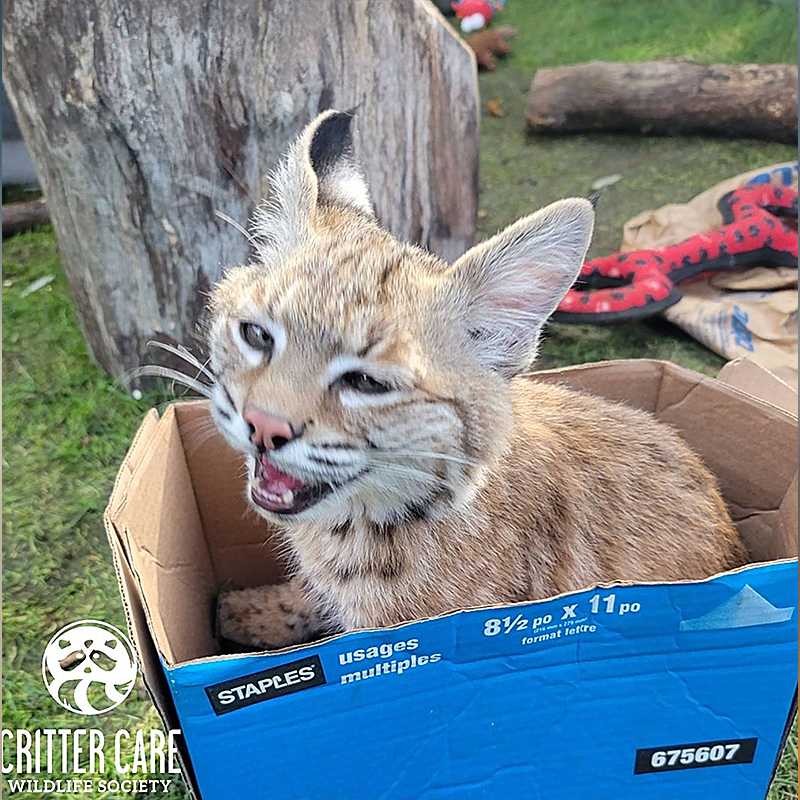  Bobcat in a box