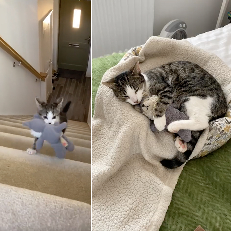 A Love Story of Winnie the Kitten and Her Beloved Stuffed Wolf Toy