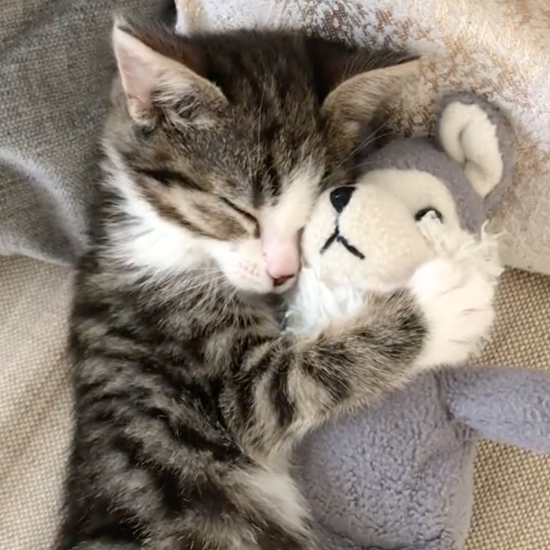 Kitten hugging top stuffed animal