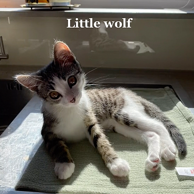 Little wolf, the kitten